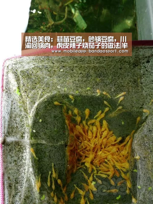 半岛体育网址